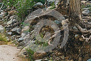 Strong roots of pine are anchored in gravel slope. Root system of coniferous tree in stony soil among cobblestones