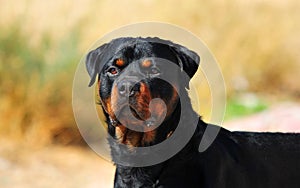 A strong rottweiler dog in the field