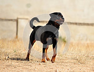 A strong rottweiler dog in the field