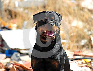 A strong rottweiler dog in the field