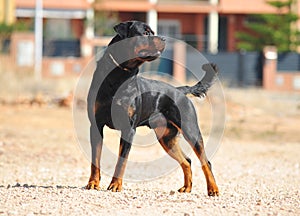 A strong rottweiler dog in the field