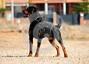 A strong rottweiler dog in the field
