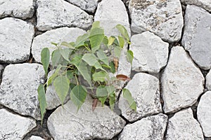 Strong seedling growing in the stone