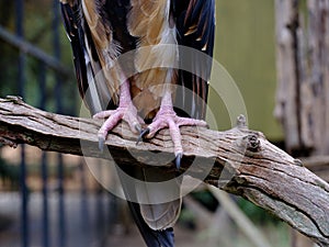 Strong sharp talons.