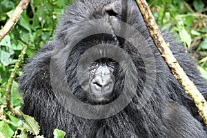 A strong silver back mountain gorilla