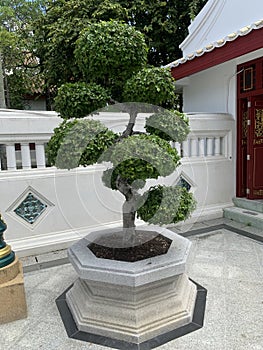 Strong Single Tree in the Temple