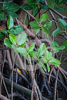 Strong small mangroves.