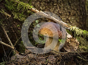 A strong small White mushroom at the base of a tree under a branch with moss.