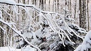 The strong snowfall in the forest. Branches covered with snow sway in the wind