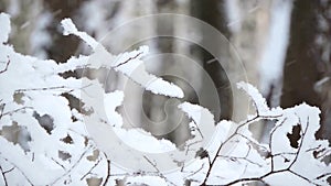 The strong snowfall in the forest. Branches covered with snow sway in the wind