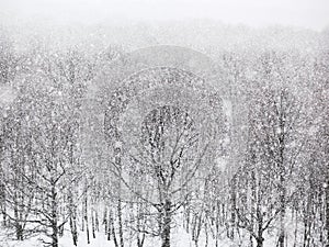 Strong snowing over woods in winter