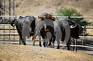 A strong spanish black bull on the cattle farm