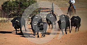 A strong spanish black bull on the cattle farm