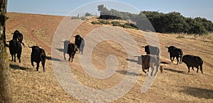 A strong spanish black bull on the cattle farm