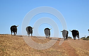 A strong spanish black bull on the cattle farm