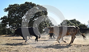 A strong spanish black bull on the cattle farm