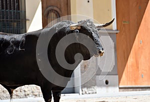 A strong spanish black bull