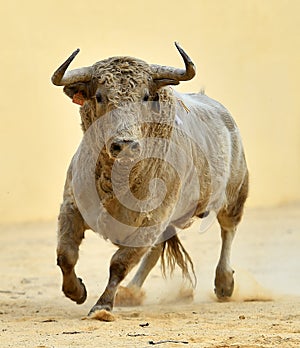 A strong spanish bull with big horns in a traditional spectacle of bullfight