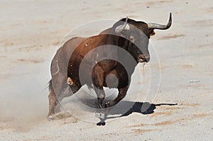 A strong spanish bull with big horns in a traditional spectacle of bullfight