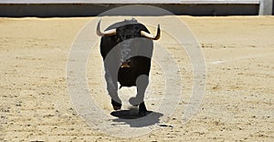 A strong spanish bull in the bullring arena on a traditional spectacle of bullfight