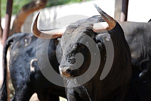 A strong spanish bull in the bullring arena on a traditional spectacle of bullfight