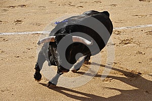 A strong spanish bull in the bullring arena on a traditional spectacle of bullfight