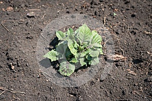 Strong sprouts of potatoes hatch from the ground in a vegetable garden