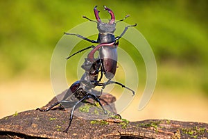 Strong stag beetle lifting its rival over head in fierce fight in nature