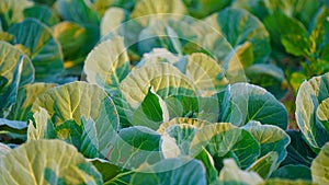 Strong sun light falls on cabbage plants. Organic fruits and vegetables concept