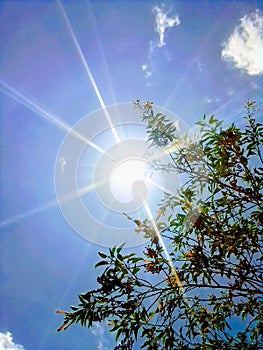 strong sun rays through tree branches.