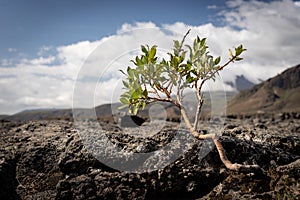Strong tiny tree on the Volcanic landscape. Iceland, Laugavegur hiking track, concept of desire, willpower and strength
