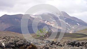 Strong tiny tree on the Volcanic landscape. Iceland, Laugavegur hiking track, concept of desire, willpower and strength