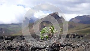 Strong tiny tree on the Volcanic landscape. Iceland, Laugavegur hiking track, concept of desire, willpower and strength