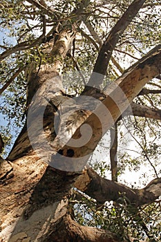 STRONG TREE WITH THICKSET BRANCHES