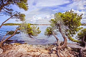 Strong trees at the beautiful coast of Croatia, clear blue water