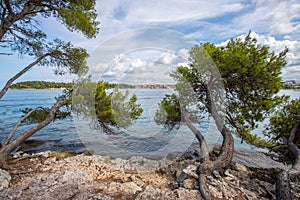 Strong trees at the beautiful coast of Croatia, clear blue water