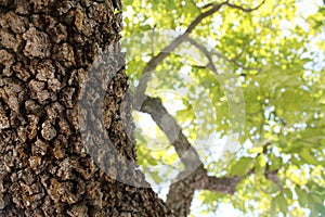 Strong trunk photo