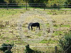 Strong vertebrate and rustic grass surface photo