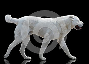 White Central Asian shepherd dog goes isolated on black background