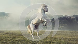 Strong white horse on the autumn meadow