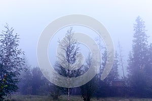 Strong white morning fog envelops the residential area with trees in the Northern taiga