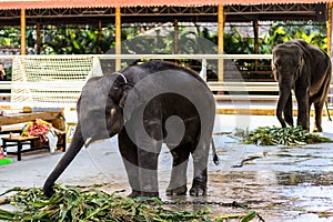 Strong wild elephants have been tamed to become zoo animal performance tools. They eat food leisurely and perform various actions