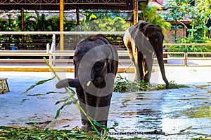 Strong wild elephants have been tamed to become zoo animal performance tools. They eat food leisurely and perform various actions