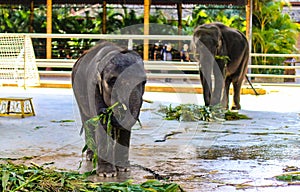 Strong wild elephants have been tamed to become zoo animal performance tools. They eat food leisurely and perform various actions