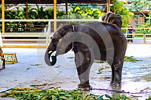 Strong wild elephants have been tamed to become zoo animal performance tools. They eat food leisurely and perform various actions