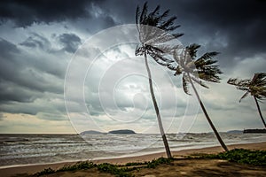 Strong wind attacked the coconut trees along Pharadonphap Beach in Chumphon Province,southern Thailand