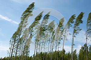 Strong wind blowing birch trees