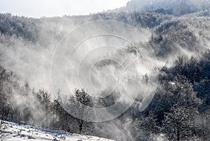 Strong wind blowing snow. Winter scene in mountains. Forest and hills covered with a snow. Snowy trees after heavy snowfall. Cold