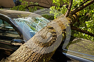 A strong wind broke a tree that fell on a car parked nearby