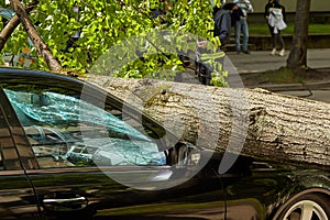 A strong wind broke a tree that fell on a car parked nearby